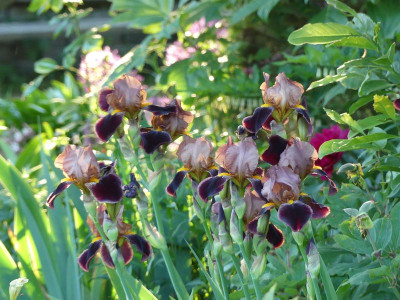 2023-05-30 Iris 'Louvois' 1.jpg