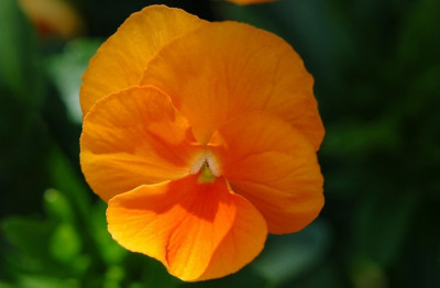 Viola_1_23-05-2008.jpg