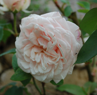 Gartendirektor_Julius_Schutze_0010__S2_24645.jpg