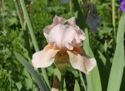 2023-05-28 Iris 'Lichterfelder Herbstfreude' 1.jpg