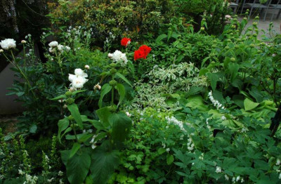 Gelb-grun-Weisses_Beet_Papaver_1_06-06-2008.jpg