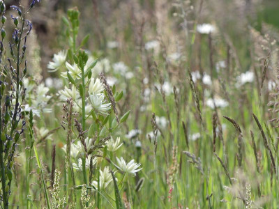 2023-05-29 Gartenimpressionen 1.jpg