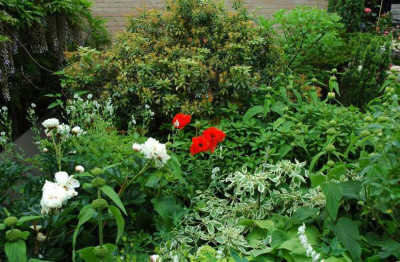 Gelb-grun-Weisses_Beet_Papaver_2_06-06-2008.jpg