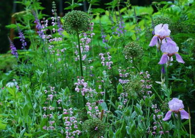 Iris_X_1_06-06-2008.jpg