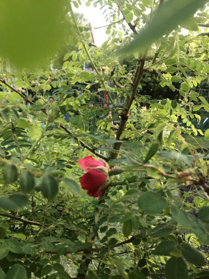 IMG_5759.JPEG
