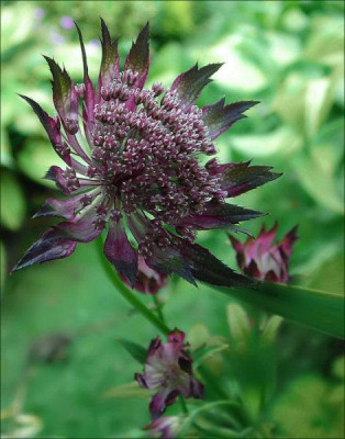 Astrantia_Hadspen_Blood.jpg