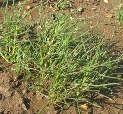 agretti___.JPG