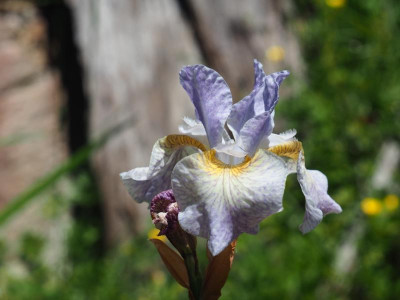 Iris Sibirica Salamander Crossing [Nova Liz] P5310002.JPG