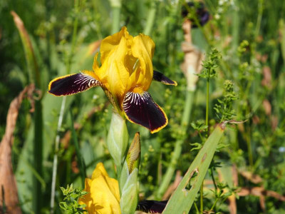 Bumblebee Deelite 1985 Jack and Glenda Norrick P5300019.JPG