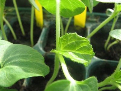 okra_.jpg