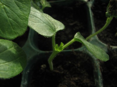 okra_lee.jpg