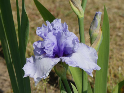 2023-05-29 Iris Fehllieferung Cayeux 2.jpg