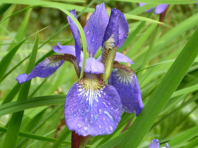 5.6.2008_11kl.28_Iris_sibirica_Regentr..JPG