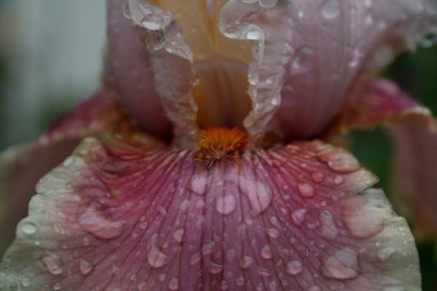C1596_Iris_barbata_rosafarben.jpg