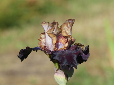 2023-05-31 Iris 'Action Packed' 2.jpg