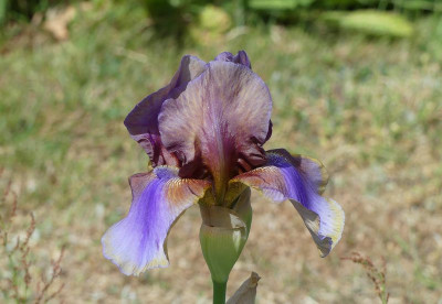2023-05-31 Iris 'Burnt Toffee' 1.jpg