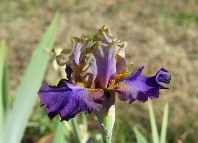 2023-05-31 Iris 'Trillion' 1.jpg