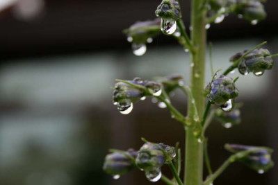 C1602_Ritterspornknospe_nach_Regen_nah.jpg