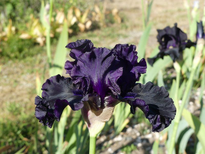 2023-05-31 Iris nicht Etiyen De Senankur 2.jpg