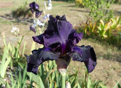 2023-05-31 Iris nicht Master Touch 1.jpg