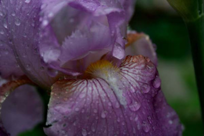 C1606_Iris_barbata_fliederfarben.jpg