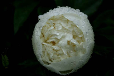 C1609_Paeonienknospe_wei.jpg