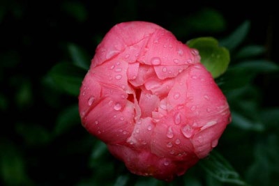 C1610_Paeonie_Coral_Charme_Knospe_nach_Regen.jpg