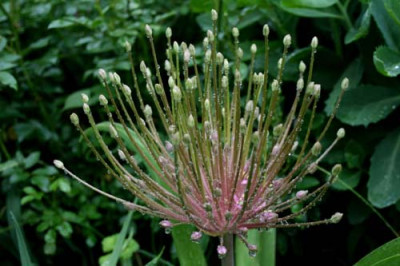 C1613_Allium_christophii_Blute.jpg
