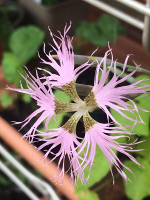 2023-05-31 Dianthus Superbus 2.jpg
