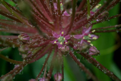 C1616_Allium_christophii_Blute.jpg