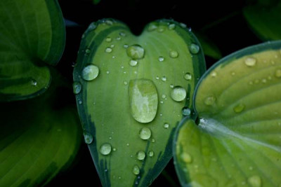 C1624_Hosta_June_mit_Tropfen.jpg