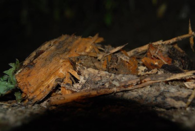 leuchtendes_holz_geblitzt.jpg