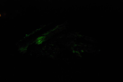 leuchtendes_holz2.jpg