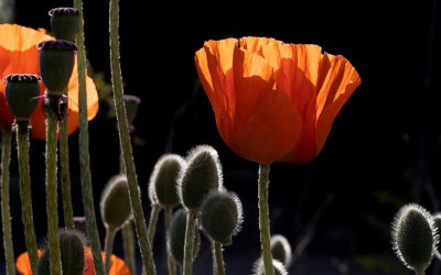 mohn Kopie1.jpg