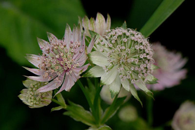 Astrantia-Collage-Jun0808.jpg
