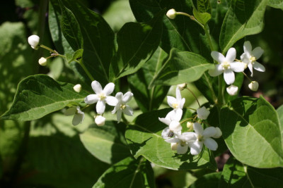 Cynanchum ascyifolium.JPG
