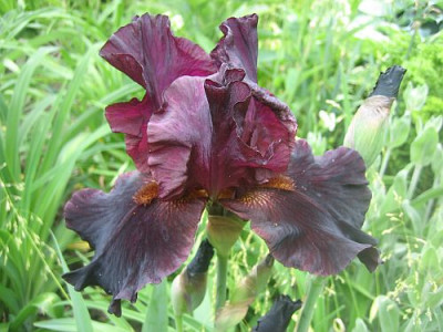 Iris_barb.elat._51352.jpg