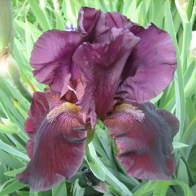 Iris_barb._49863.jpg