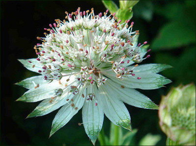 Astrantia_Moira_Read.jpg