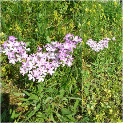 Wiesenblume.jpg