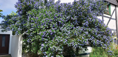 Ceanothus.jpg