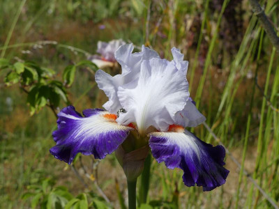 2023-06-01 Iris 'Cercle Bleu' 1.jpg