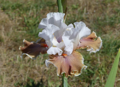 2023-06-01 Iris 'Coffee Whispers' 1.jpg