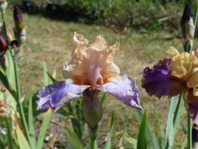2023-06-01 Iris 'Dualtone' 1.jpg