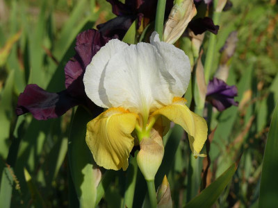2023-06-01 Iris 'Glacier Gold' 2.jpg