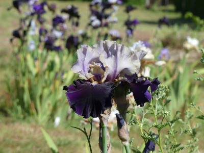 2023-06-01 Iris 'Lydia Schimpf' 1.jpg