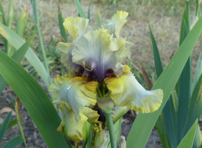 2023-06-01 Iris 'Monsoon Moon' 2.jpg