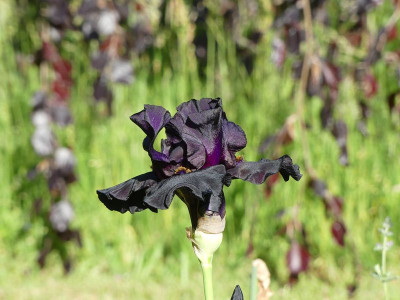 2023-06-01 Iris 'Old Black Magic' 2.jpg