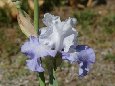 2023-06-01 Iris 'Skylark's Song' 1.jpg
