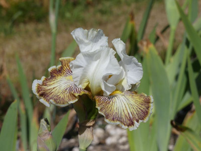 2023-06-01 Iris 'Spring Madness' 1.jpg